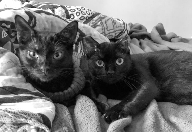 Picture of Caring for a Cat with Chronic Kidney Disease (CKD): Diana’s Story and a ...